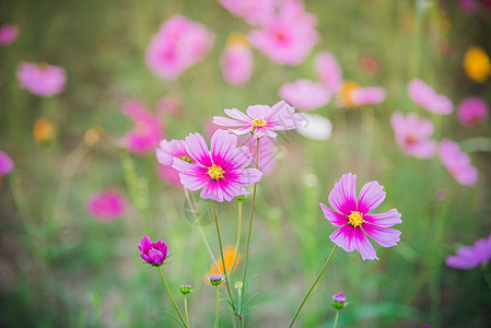 草原的宇宙花朵天空场地天堂环境花园天气公园植物土地季节图片