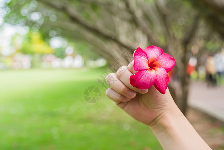 秋花在女孩手中图片