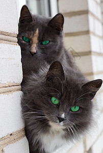 特写两只灰色毛猫 绿眼坐在窗户上图片