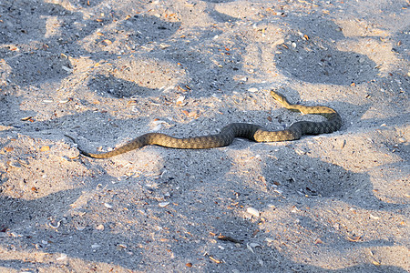 黑海海滩上危险 有毒的两栖蛇蛇毒蛇图片