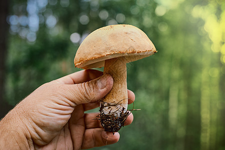 男子手中的白蘑菇 在夏天的森林里图片