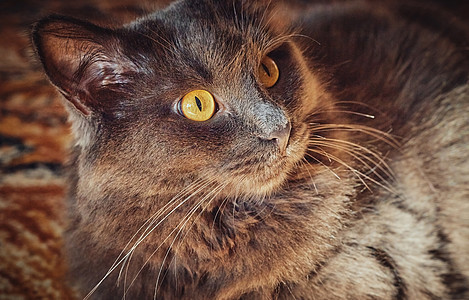 长头发灰色猫Nebelung近身的肖像囚禁小猫哺乳动物女性猫科动物宠物猫咪毛皮蓝色眼睛图片