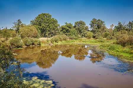 阳光明媚的日光天化日上看到一个小池塘旅行季节森林风景环境反射公园草地植被植物图片