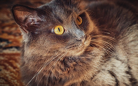 长头发灰色猫Nebelung近身的肖像毛皮蓝色外套猫咪女性宠物猫科动物哺乳动物眼睛头发图片