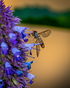小昆虫从蓝花中采摘花蜜图片