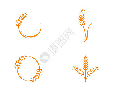 小麦标志模板横幅市场金子面粉农场面包燕麦质量玉米种子图片