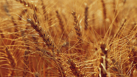 田野中成熟小麦的美丽细节 日落时自然颜色背景与蓝天植物阳光稻草农场场地面包蓝色晴天太阳收成图片