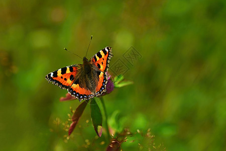 一只蝴蝶在上 美丽的天然颜色背景野生动物季节昆虫动物群花园昆虫学翅膀橙子植物环境图片