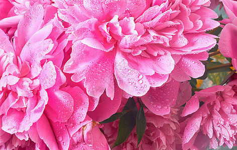 鲜花和芽花 粉红大面条 雨后滴水图片
