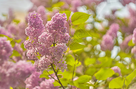 美丽模糊的丁香花背景图片