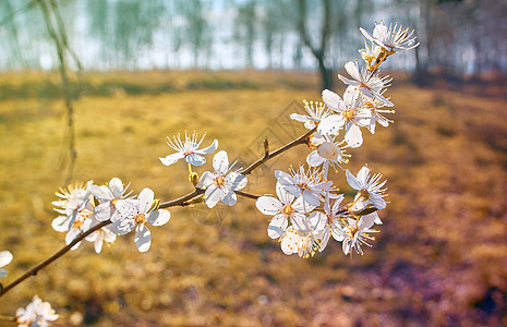 一枝梅花 春天的白花 盛开的梅树生长花瓣蓝色天空李子季节植物植物学花园叶子图片