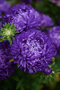 紫小马形的星象 与其他花朵相近叶子花园园艺植物群绿色紫色脆弱性花瓣褪色雏菊背景图片