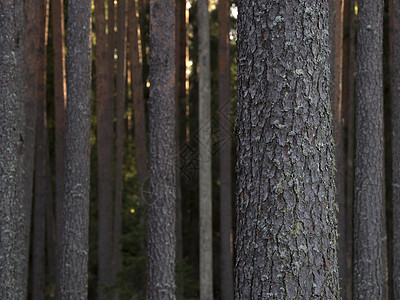在阳光明媚的夏日 松林林业公园绿色树干针叶风景环境树木季节林地图片