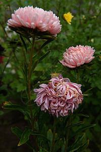 花床上的粉红小马形阿斯特花瓣菊花花朵橙子万寿菊季节花园绿色雏菊植物学图片