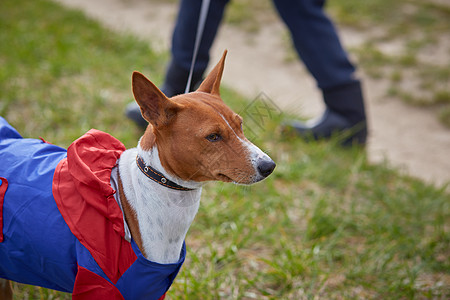 在雨中在春天散步时穿成一身打扮的狗店铺服饰猎犬情绪哺乳动物舌头套装爪子手表外套图片