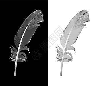 在矢量图中绘制的黑白鸟羽毛鹅毛笔黑色翅膀插图绘画艺术白色背景图片