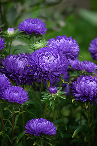 紫小马形的星象 与其他花朵相近环境宏观叶子植物群植物花园橙子褪色园艺雏菊图片