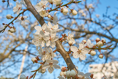 春月的白花和蓝天的背景 李子全盛开 春天的白花木头天空叶子植物旅行新生季节梅花花园水果图片