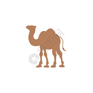 骆驼图标矢量图白色驼峰异国卡通片哺乳动物插图旅行棕色太阳野生动物图片