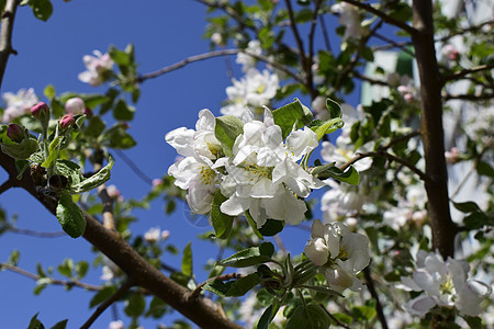 春天 美丽的花生树梨子图片