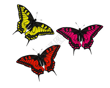 蝴蝶制作图案矢量橙子宏观斑点昆虫翅膀插图小路触角探者生物学图片