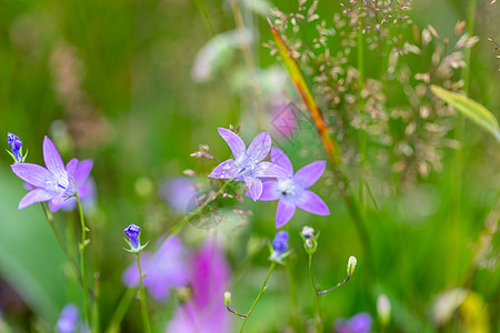 花朵 野生花卉植物紫色花园蓝色日光花瓣团体草地风铃场地宏观图片