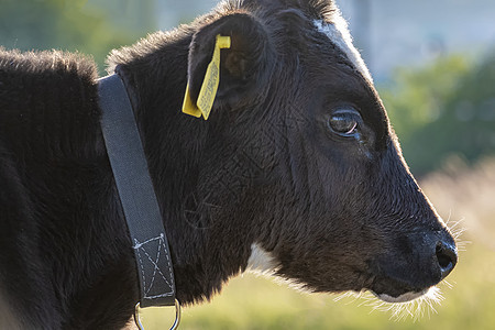 年轻的公牛在草坪上吃草 侧面景色哺乳动物农业奶牛国家家畜土地牛角农场村庄草地图片
