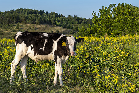 年轻的公牛在草坪上吃草 侧面景色牛角小牛环境农业农村牛奶牧场家畜村庄哺乳动物图片