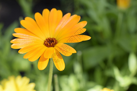 花园里美丽的金盏花 橙色金盏花生长园艺晴天雏菊场地场景叶子花瓣橙子药品图片