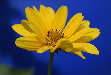 深蓝色背景的黄菊花heliopsis 在花上滴水雏菊植物群礼物生长草地花粉场地天空季节宏观图片