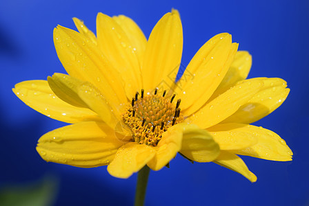 深蓝色背景的黄菊花heliopsis 在花上滴水雏菊天空生长花瓣场地叶子花粉植物日光灯礼物图片