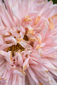 近距离接近一个衰落的小马形的虫子的萌芽季节背景宏观花瓣花园植物群植物学环境植物园艺图片