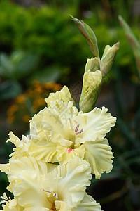 详细的雌蕊和雄蕊的唐菖蒲花序花瓣微距花园杂交种宏观园艺花束植物植物群植物学图片