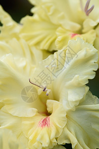 详细的雌蕊和雄蕊的唐菖蒲花序植物群花瓣宏观花园花束微距杂交种摄影园艺植物学图片