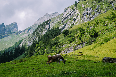 瑞士Ebenalp阿尔卑斯山的阿彭策尔附近Swiss Alps风景山腰高山山脉全景旅游观光爬坡草地远足图片