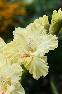 详细的雌蕊和雄蕊的唐菖蒲花序摄影宏观植物花园园艺植物学植物群花束花瓣微距图片