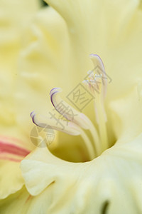 详细的雌蕊和雄蕊的唐菖蒲花序微距园艺宏观植物植物群花束杂交种植物学花园摄影图片