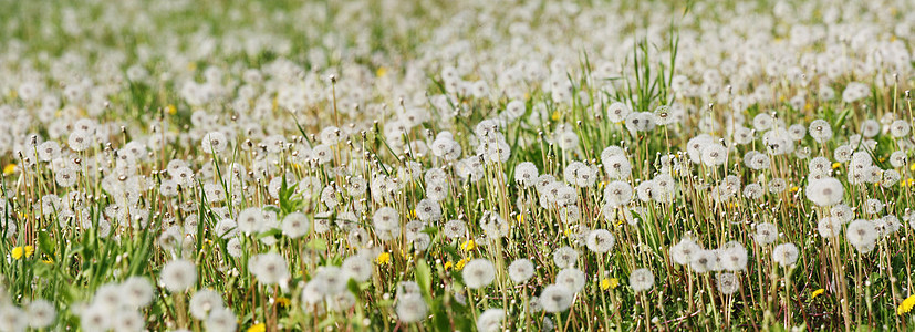 达迪利昂花朵和绿色草原上的飞籽植物场地草地生长阳光宏观自由柔软度植物群季节图片