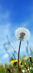 蓝天上有飞羽的丹德利翁花朵植物学环境野花脆弱性宏观植物生活植物群草地天空图片