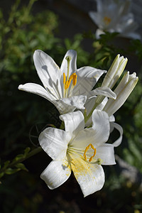 自然条件下的白莉莉植物学花粉花瓣植物群花园礼物庆典季节婚礼百合图片