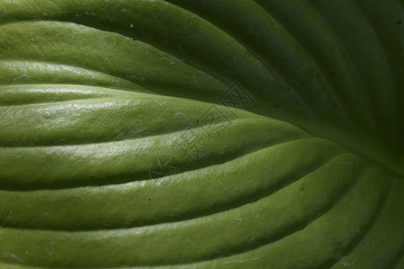 花园里的玉簪属植物 特写绿叶背景植物群植物学环境静脉阴影树叶绿化叶子园丁人行道图片