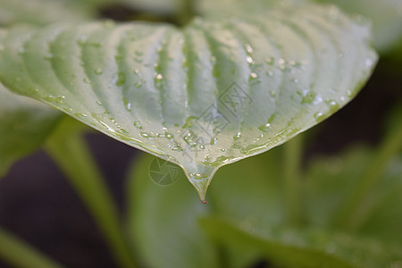 带水滴的美丽热带玉簪叶公园树叶花园阴影绿化园艺天空环境植物群植物图片