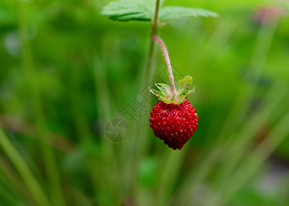 在阳光明媚的夏日 草莓在绿草地上紧闭着草莓叶子宏观花园红色荒野水果食物覆盆子浆果树叶图片