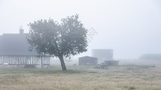 夏天清晨雾雾中 法国园林和羊群的旧半成木农场和绵羊图片
