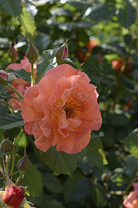 Bush粉红玫瑰 在模糊 黑暗的绿色绿叶背景 在花园中的花园季节院子植物晴天生长衬套园艺花束香气礼物图片