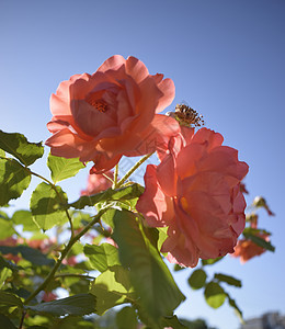 美丽的桃色灌木玫瑰 背景是柔和的蓝天天空季节植物群叶子花园植物衬套礼物花瓣蓝色图片