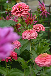 花园里有一朵花 有辛尼亚的花床草花园艺宏观植物群花瓣树叶植物菊科橙子植物学图片