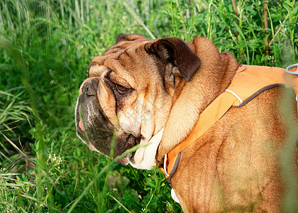 红色英国红英牛犬在阳光明媚的日子里 在干草地上散步时棕色小狗犬类宠物哺乳动物斗牛犬足迹朋友动物图片
