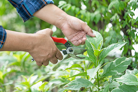 亚洲园丁树 砍伐植物自然的树枝 霍比种植家庭花园园艺树篱生长工具园丁微调器工人叶子剪刀男性图片