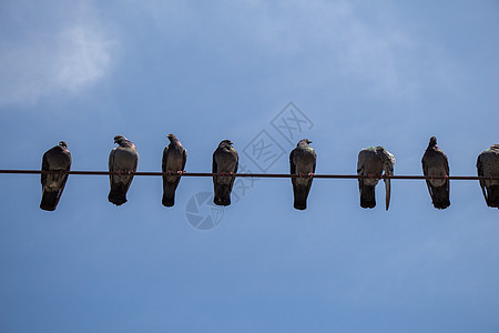 笼罩在有天空背景的丝线上的鸽子生活旅行金属羽毛荒野城市翅膀航班动物剪影图片